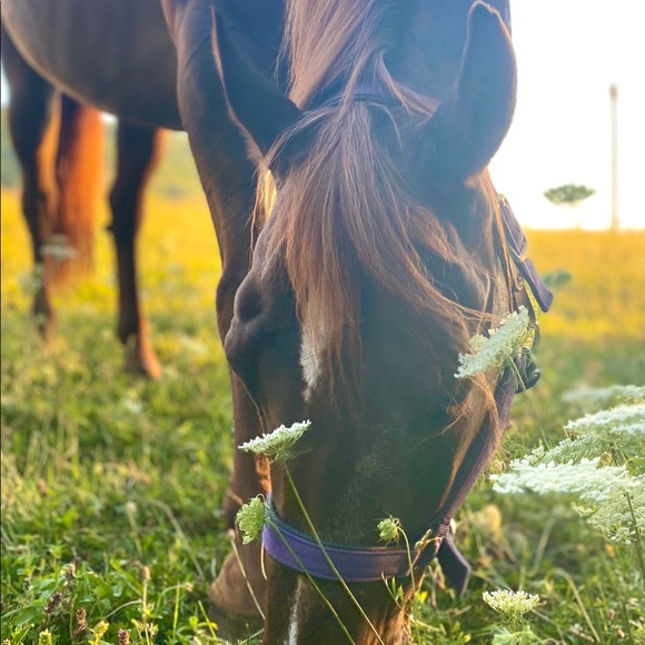 Meet your Posher, Car - Picture 3 of 4